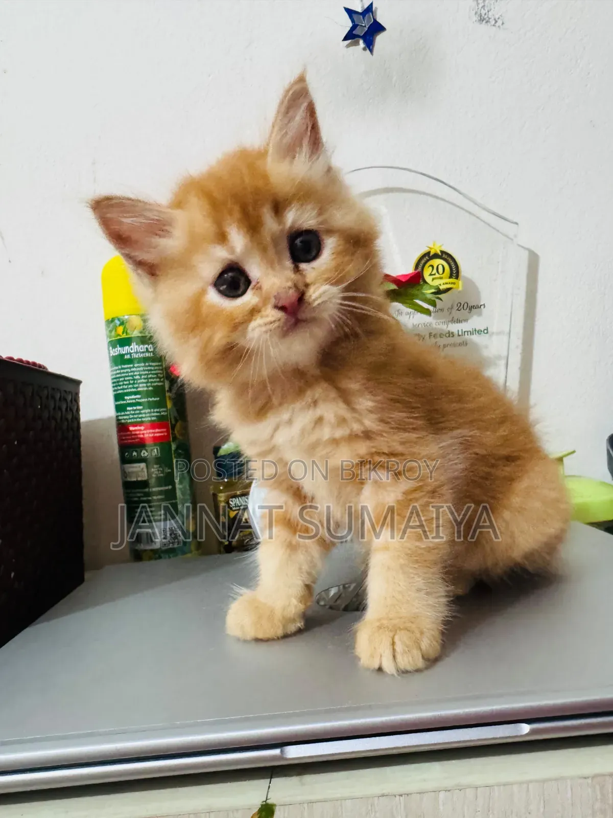 1-3 months Female Purebred Persian