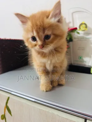 1-3 months Female Purebred Persian