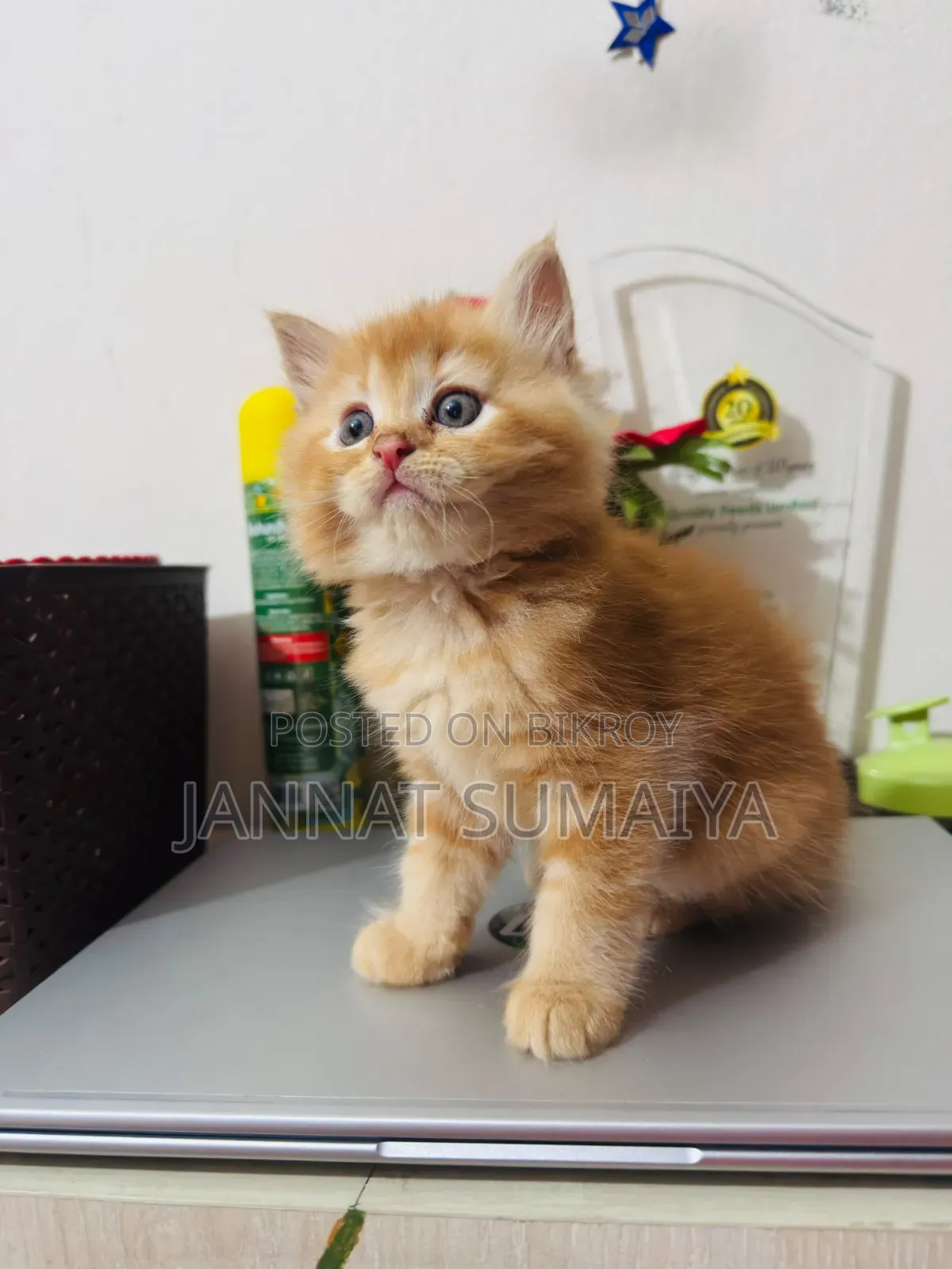 1-3 months Female Purebred Persian