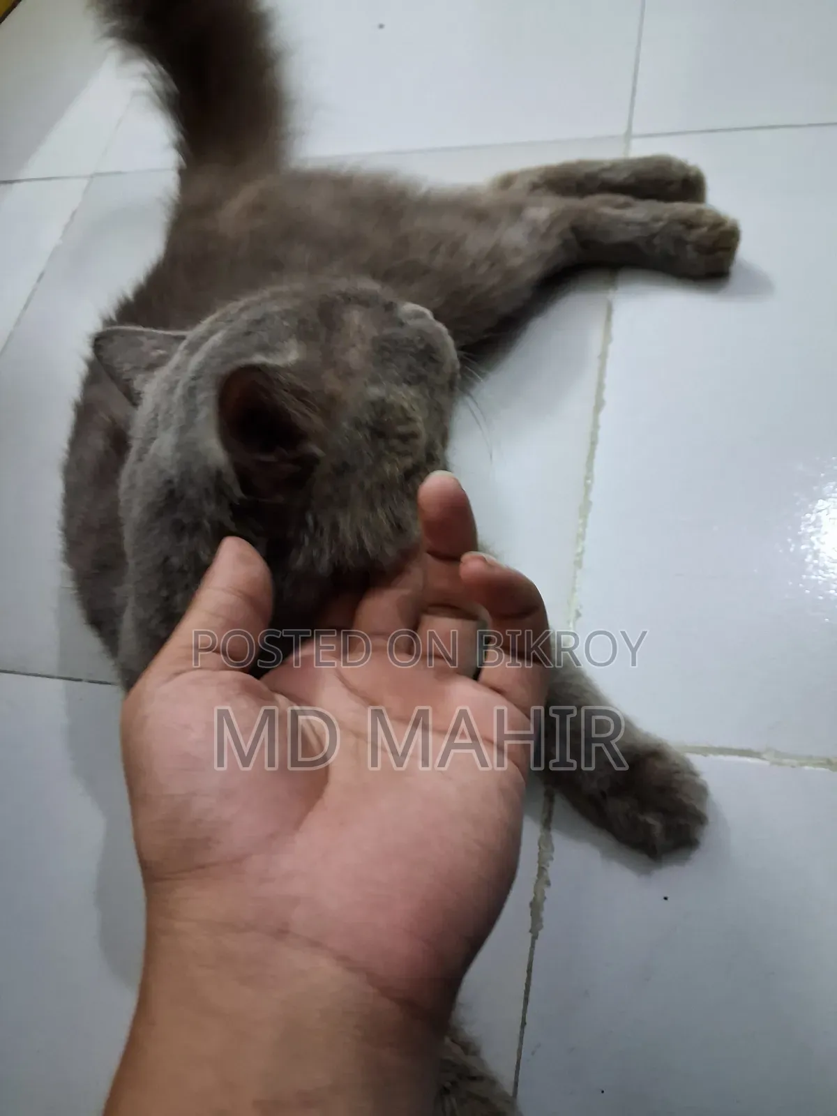 ৬-১২ মাস বয়সী পুরুষ খাঁটি পার্সিয়ান বিড়াল
