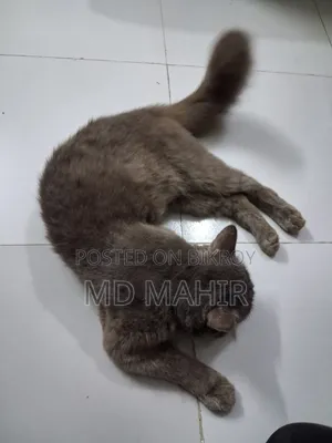 ৬-১২ মাস বয়সী পুরুষ খাঁটি পার্সিয়ান বিড়াল