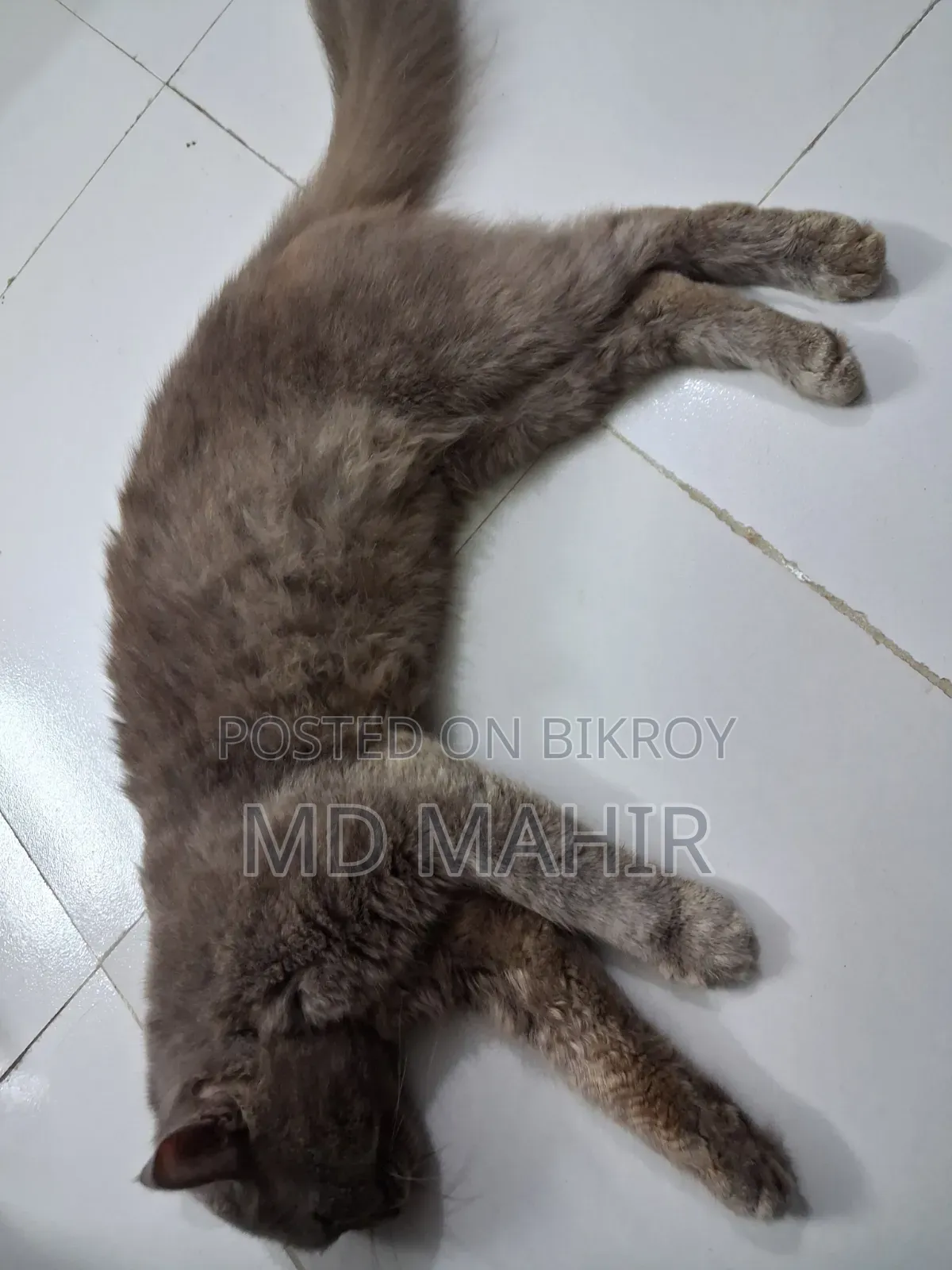 ৬-১২ মাস বয়সী পুরুষ খাঁটি পার্সিয়ান বিড়াল