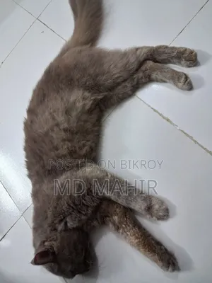 ৬-১২ মাস বয়সী পুরুষ খাঁটি পার্সিয়ান বিড়াল