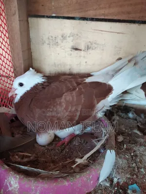 রানিং কোলশি গলার রাজ গোল্লা কবুতর বিক্রি হবে