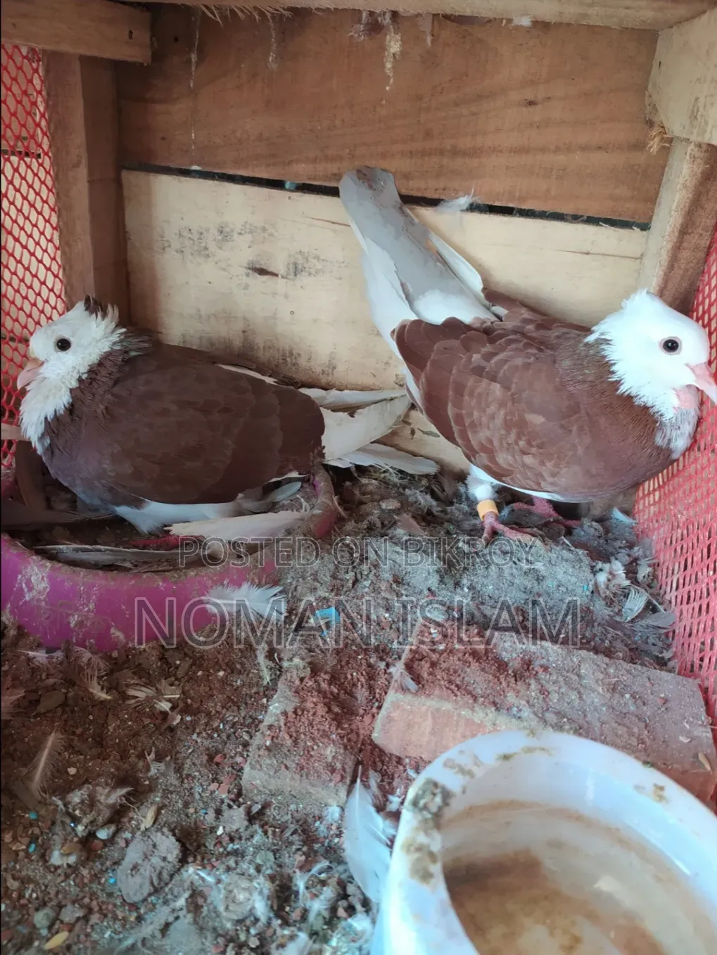 রানিং কোলশি গলার রাজ গোল্লা কবুতর বিক্রি হবে