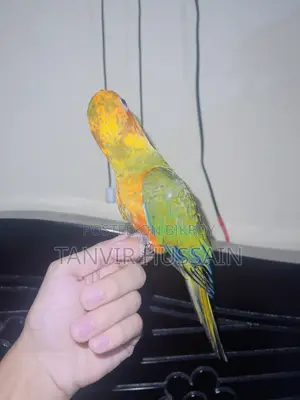 Full Tame Sunconure Bird