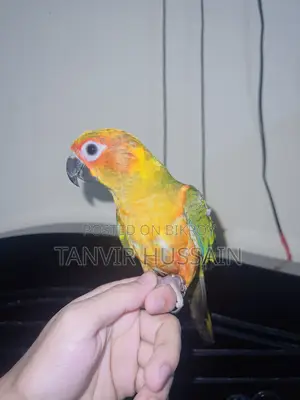 Full Tame Sunconure Bird