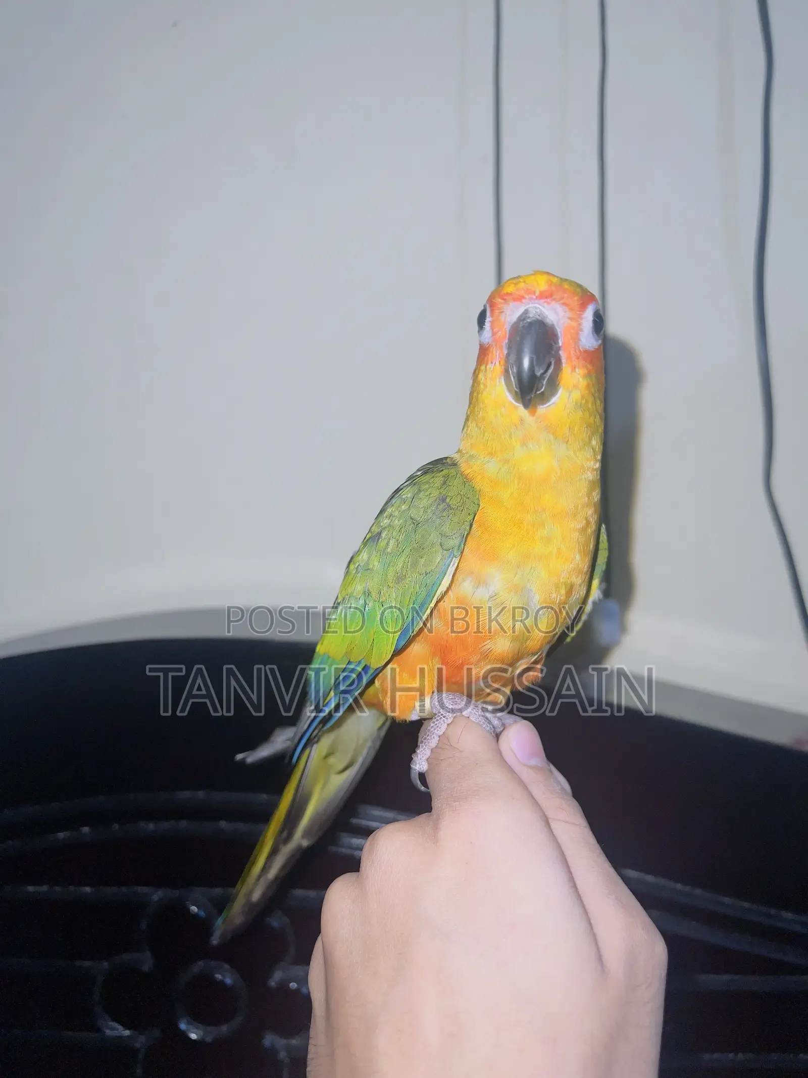 Full Tame Sunconure Bird