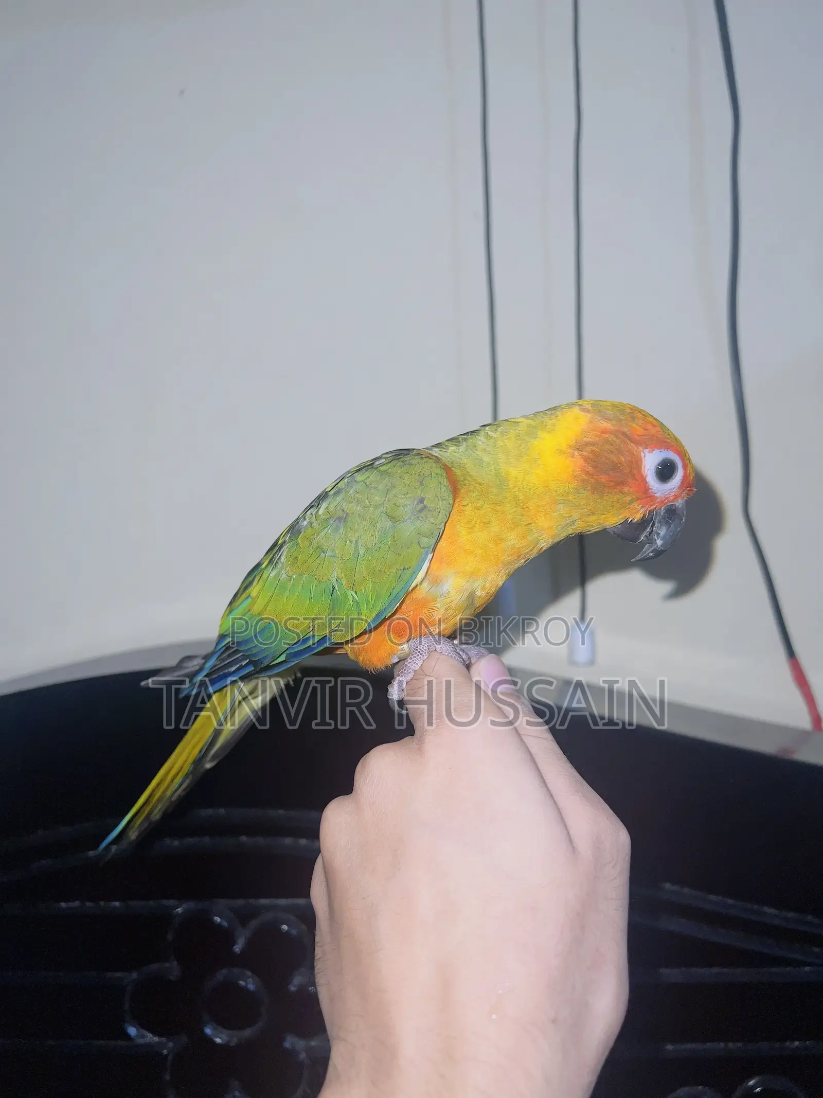 Full Tame Sunconure Bird