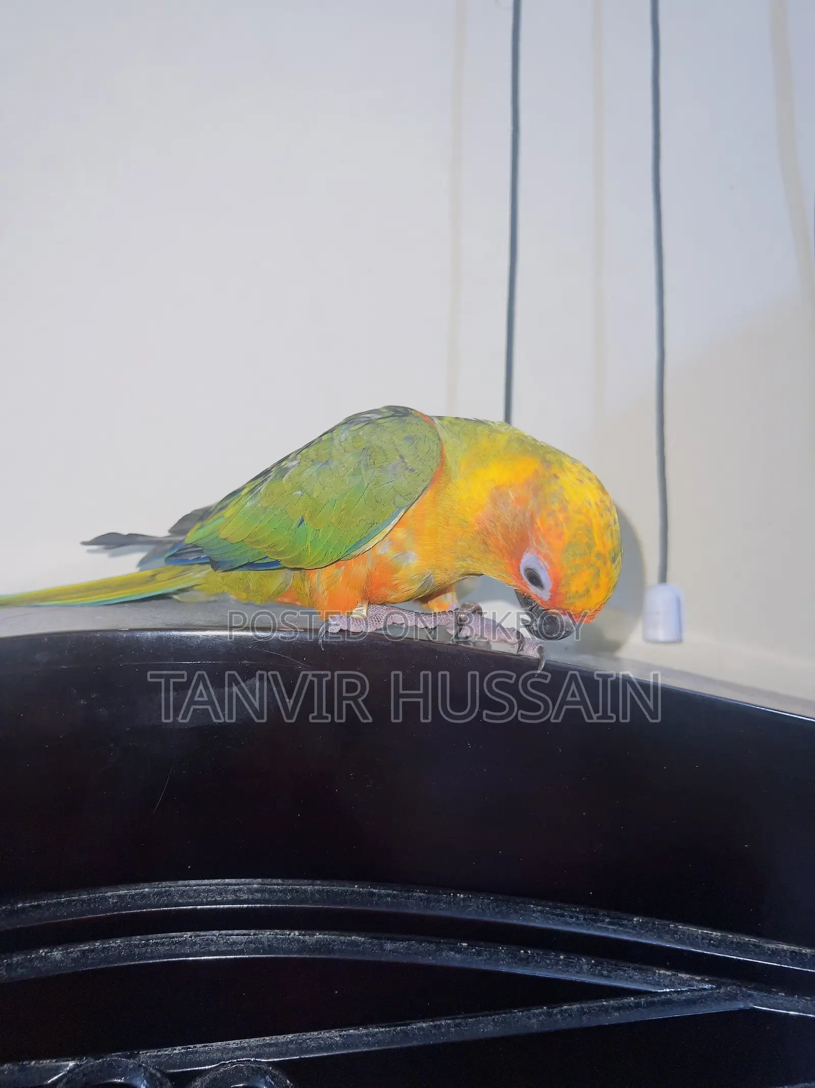 Full Tame Sunconure Bird