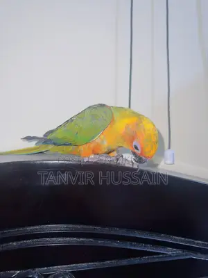 Full Tame Sunconure Bird