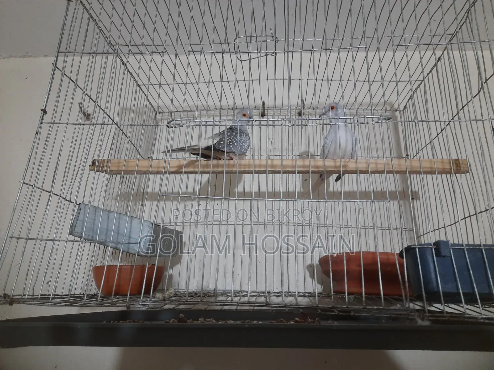 Pet Dove Bird