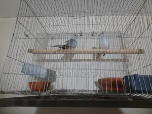 Pet Dove Bird