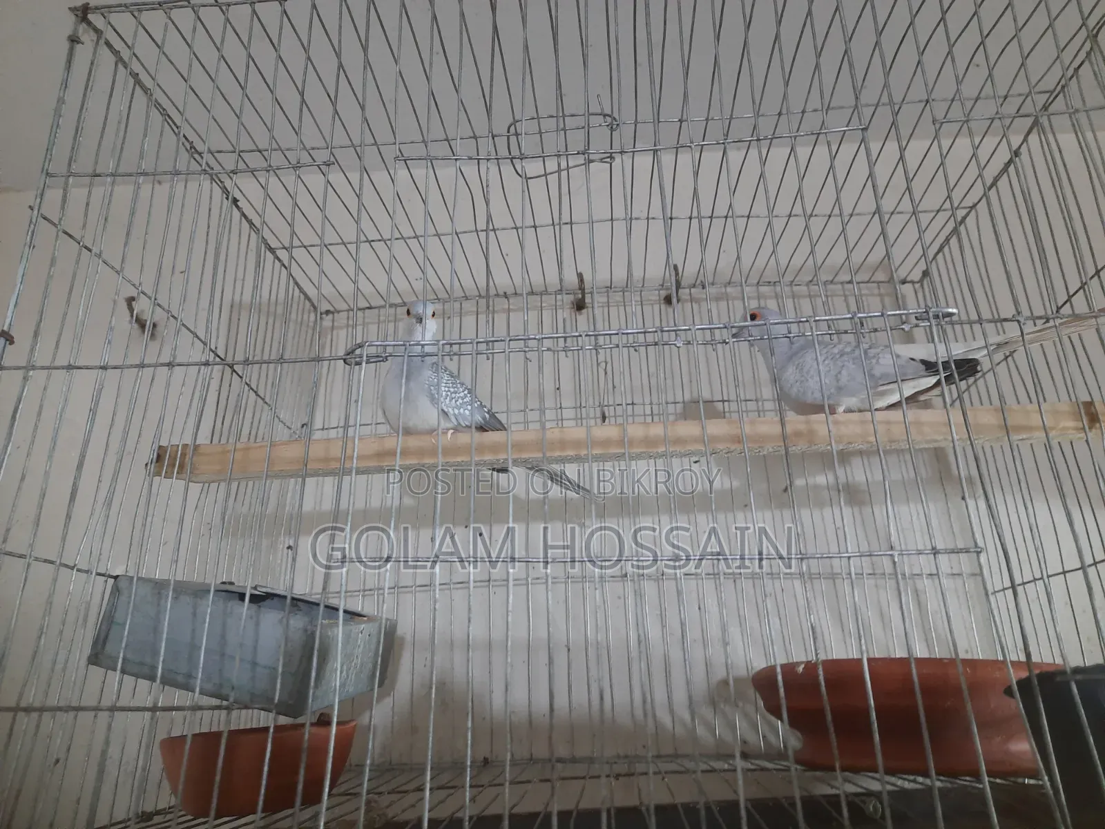 Pet Dove Bird