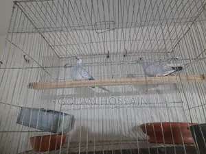 Pet Dove Bird