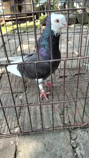 Golla Running Male