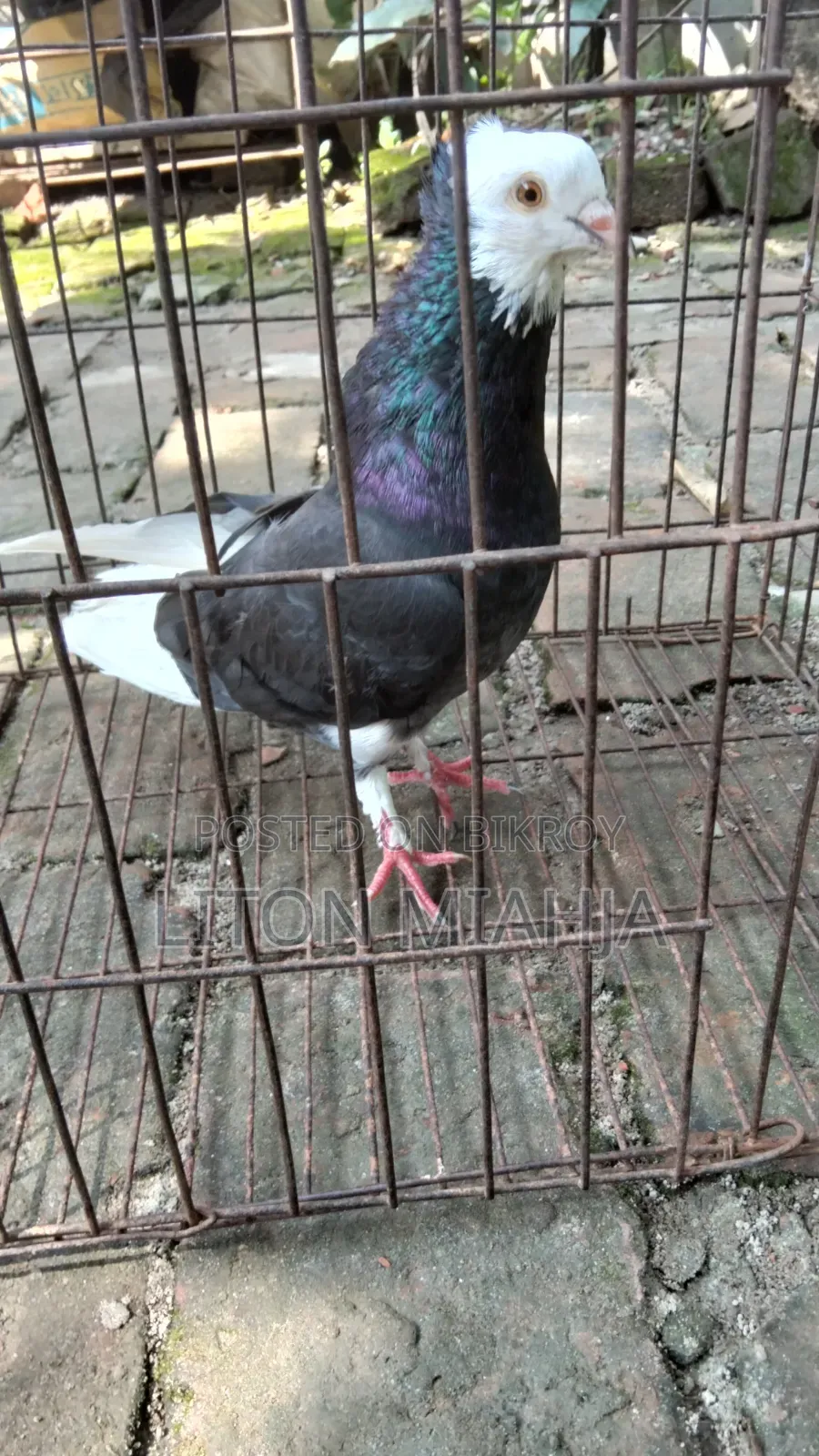 Golla Running Male