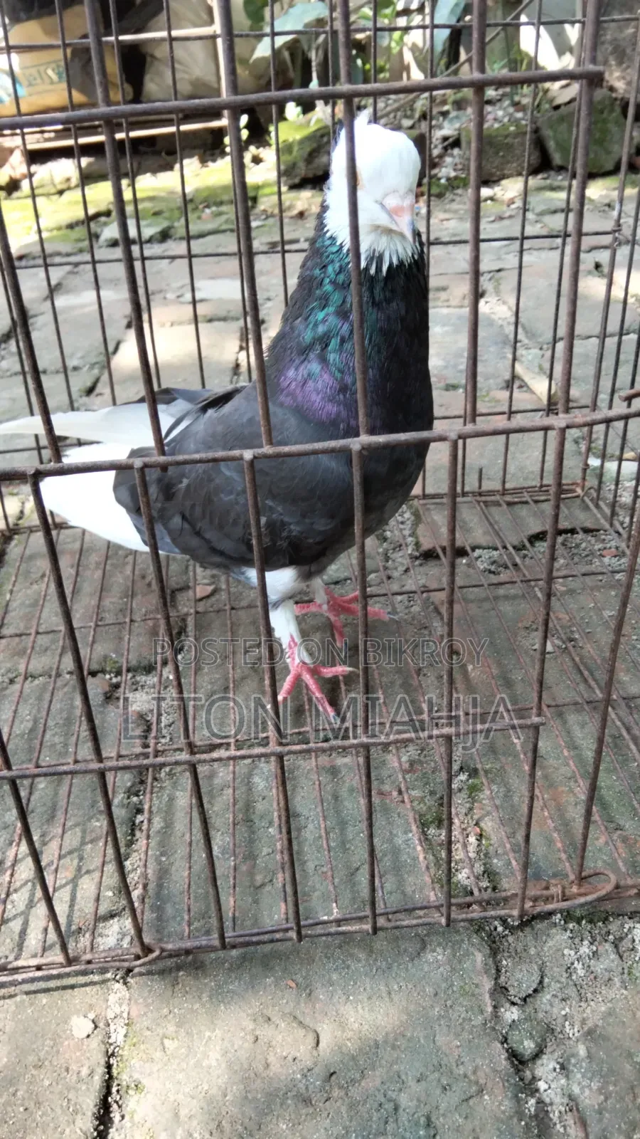 Golla Running Male