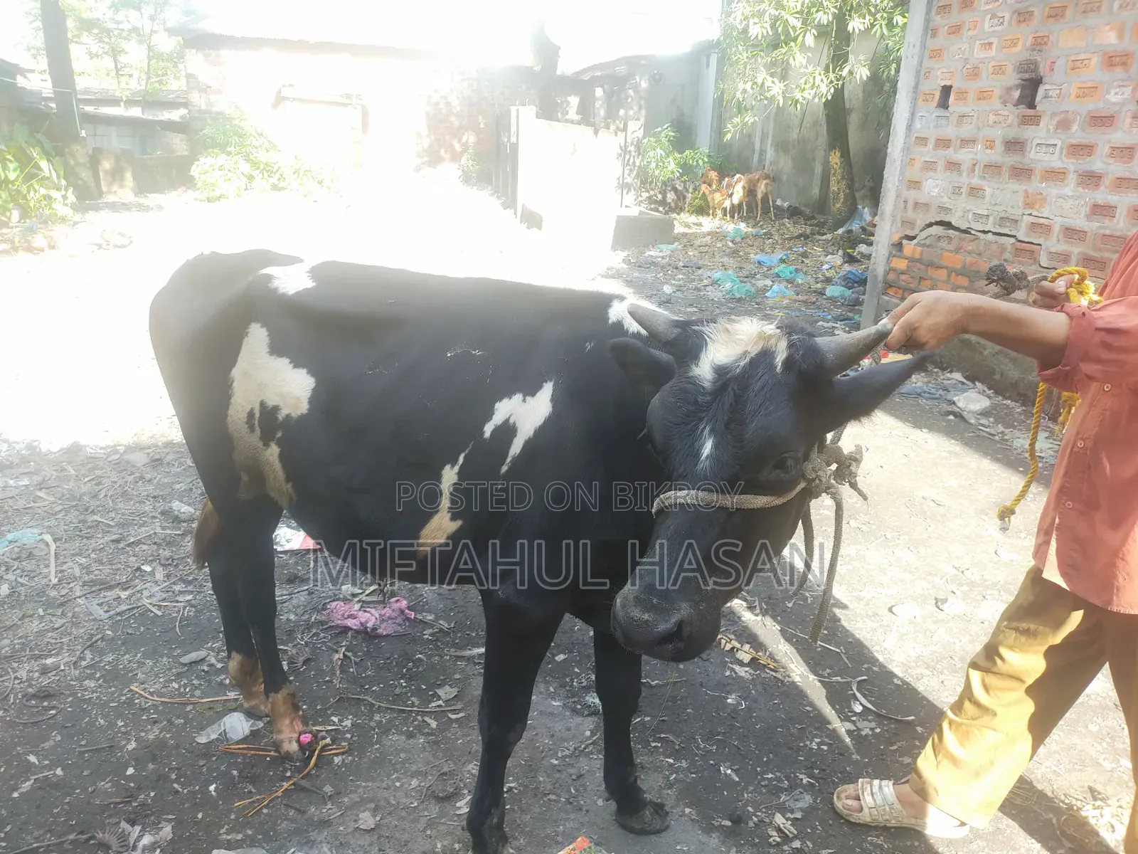 ফ্রিজিয়ান গাভী ও ফ্রিজিয়ান ষাড়