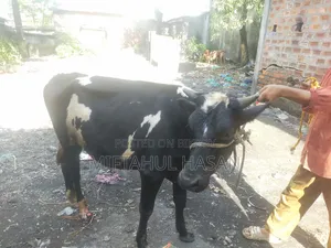 ফ্রিজিয়ান গাভী ও ফ্রিজিয়ান ষাড়