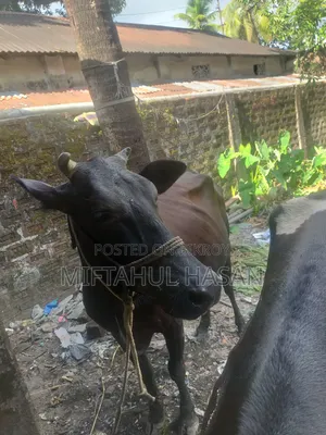 ফ্রিজিয়ান গাভী ও ফ্রিজিয়ান ষাড়