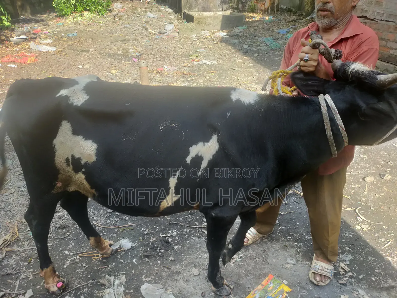 ফ্রিজিয়ান গাভী ও ফ্রিজিয়ান ষাড়