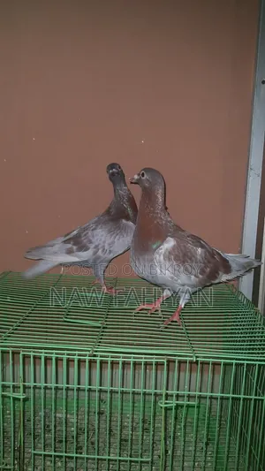 Red Checker Pigeon