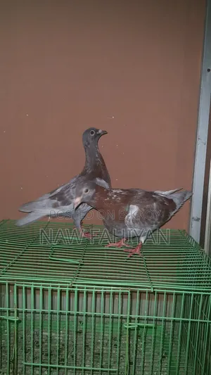 Red Checker Pigeon