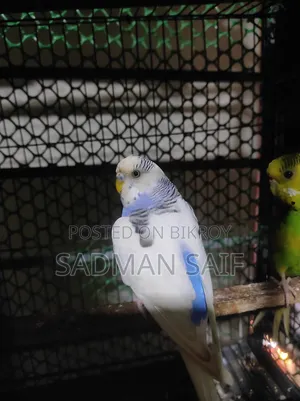 Budgerigar Adult Pair