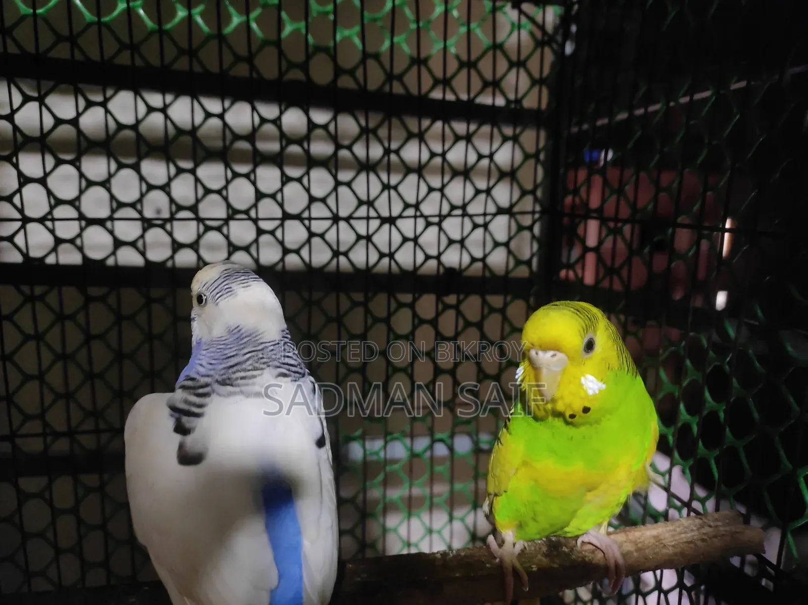 Budgerigar Adult Pair