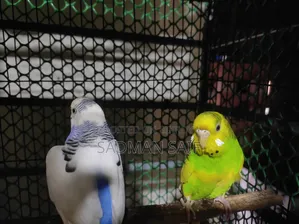 Budgerigar Adult Pair