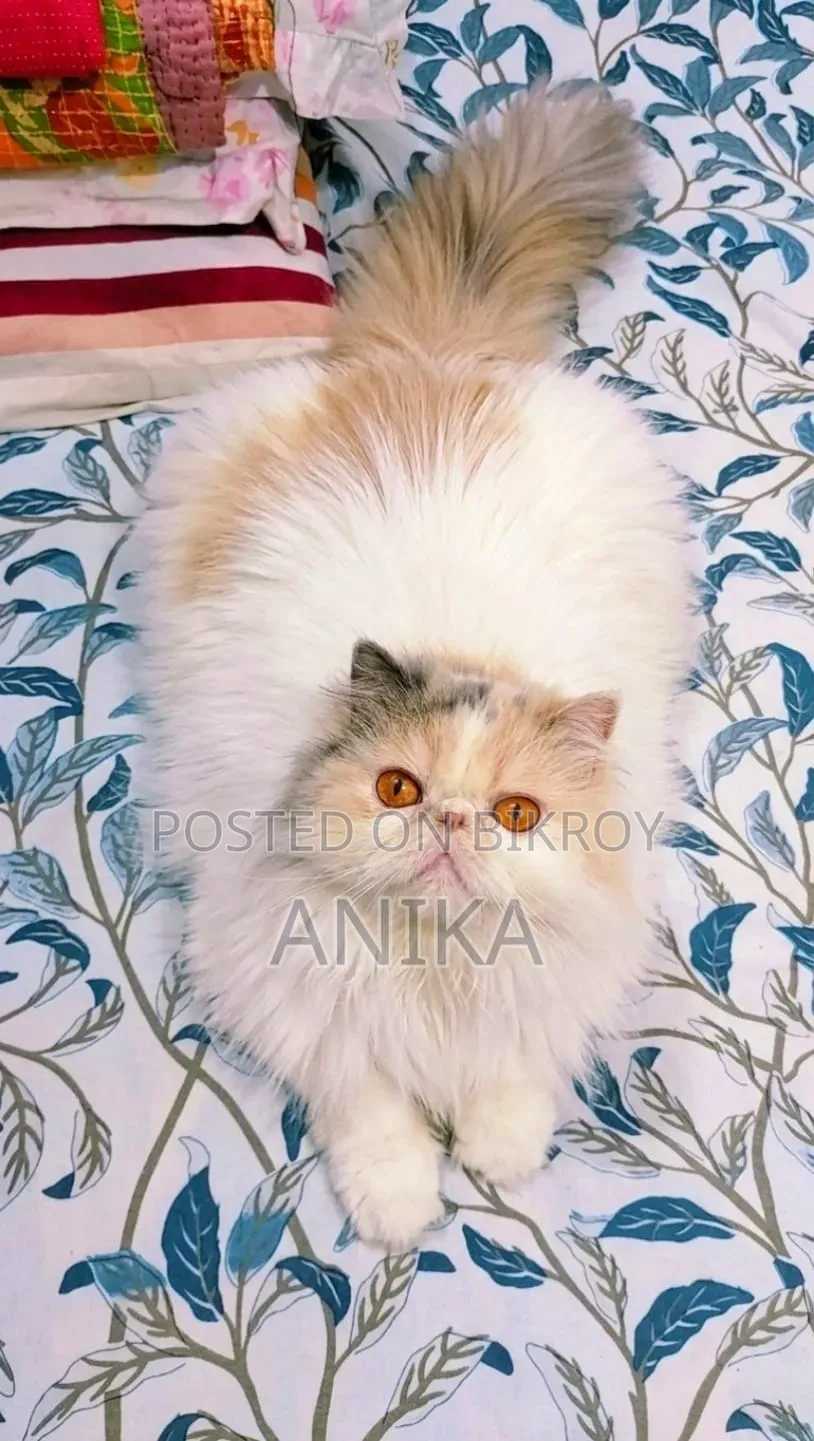 1+ year Female Purebred Exotic