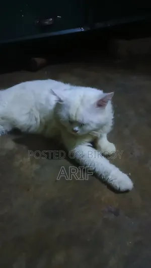 ৬-১২ মাসের নর খাঁটি পার্সিয়ান বিড়াল