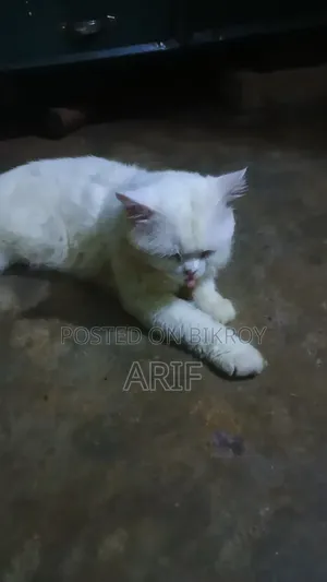 ৬-১২ মাসের নর খাঁটি পার্সিয়ান বিড়াল
