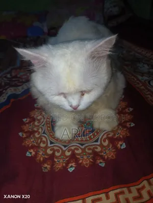 ৬-১২ মাসের নর খাঁটি পার্সিয়ান বিড়াল