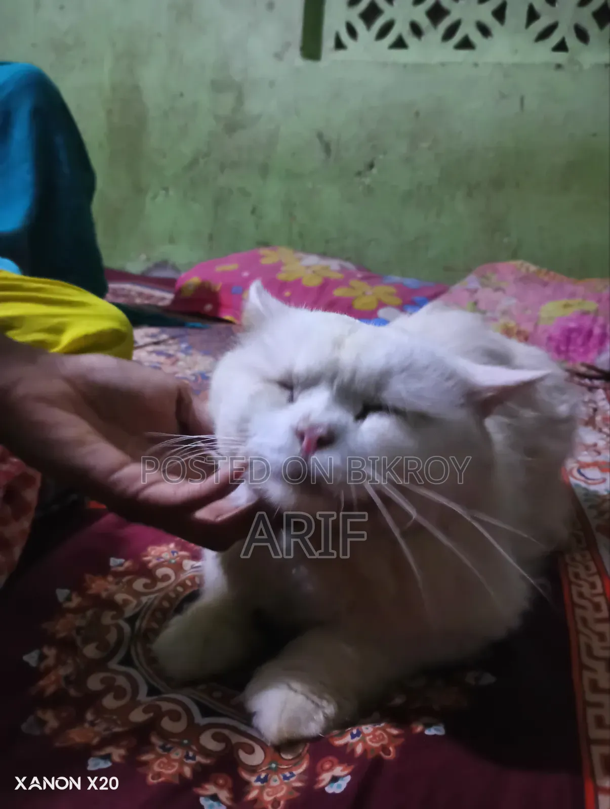 ৬-১২ মাসের নর খাঁটি পার্সিয়ান বিড়াল