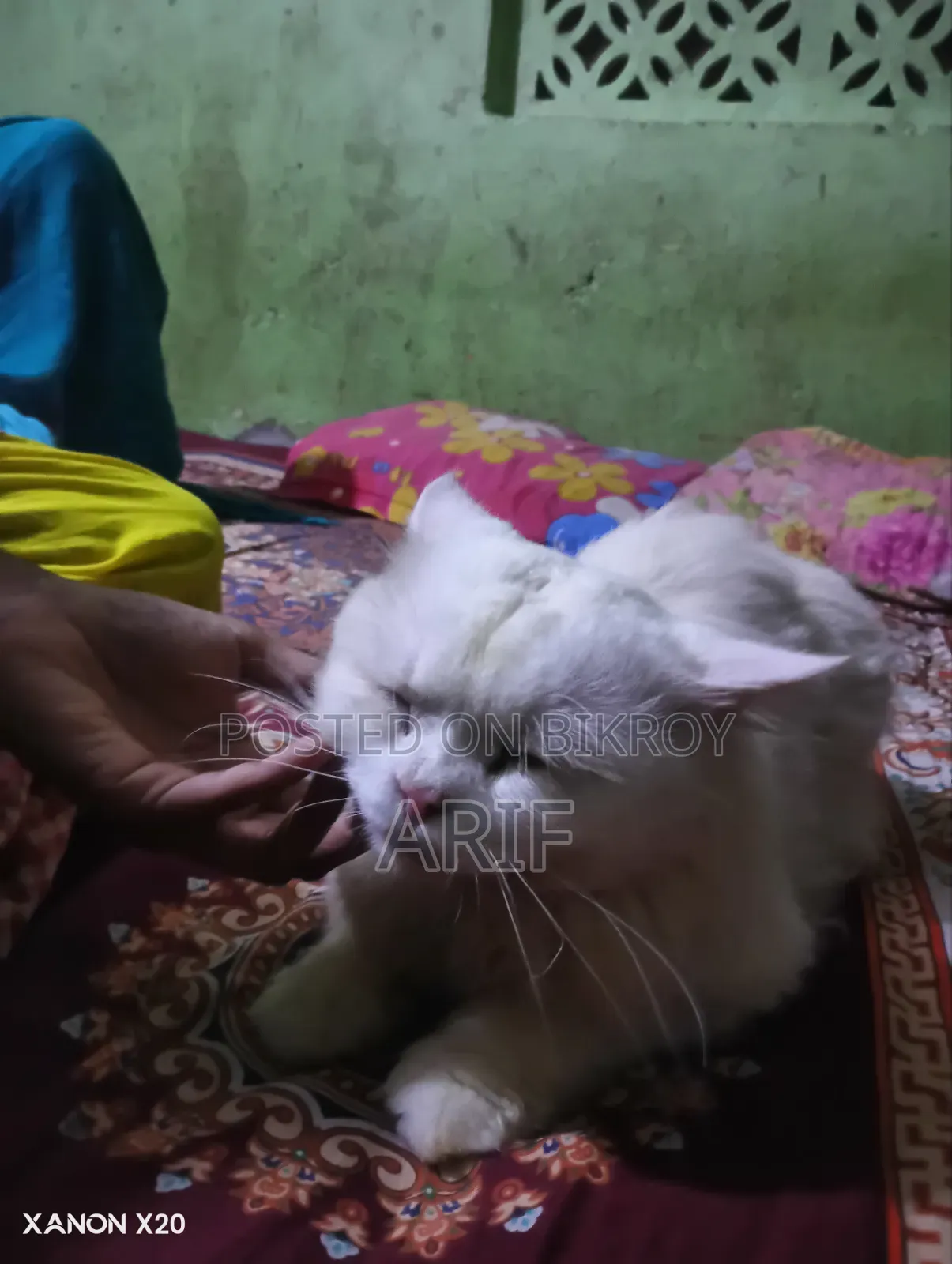 ৬-১২ মাসের নর খাঁটি পার্সিয়ান বিড়াল