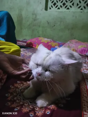 ৬-১২ মাসের নর খাঁটি পার্সিয়ান বিড়াল