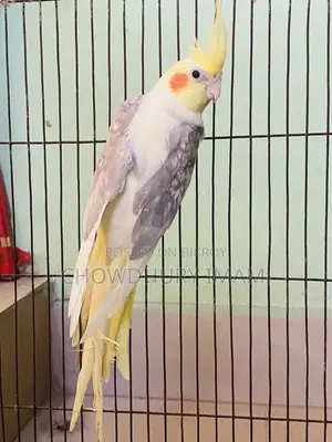সিনেমন পাইড ককাটেল পুরুষ