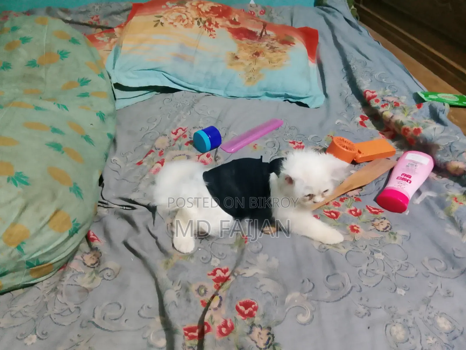 1-3 months Male Purebred Persian