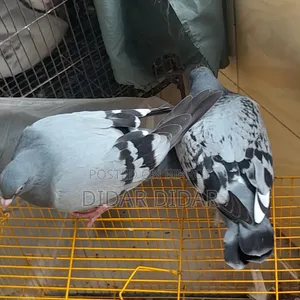 Pigeon for Sale