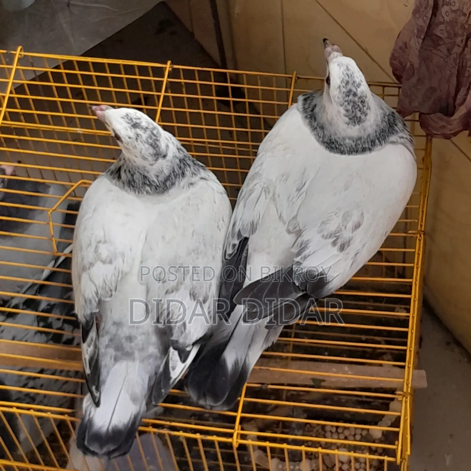 Pigeon for Sale