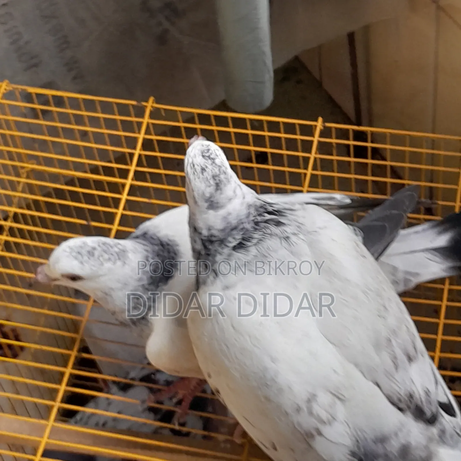 Pigeon for Sale
