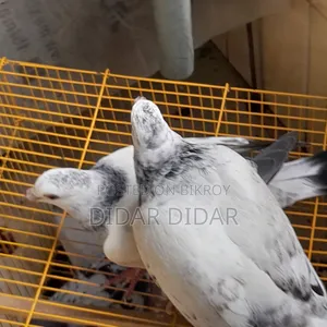 Pigeon for Sale