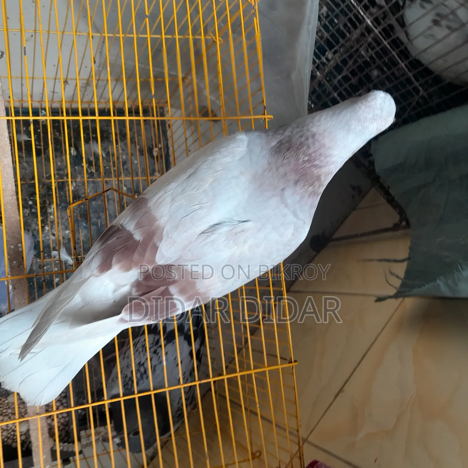 Pigeon for Sale