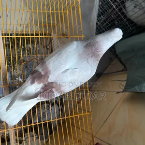 Pigeon for Sale