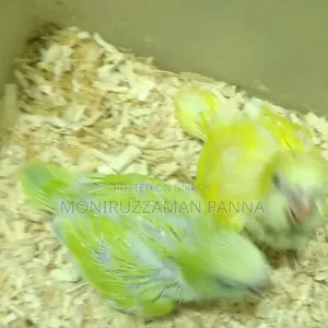 Tame Size Birds
