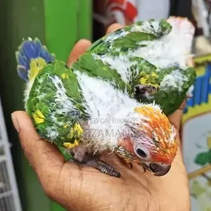 Tame Size Birds