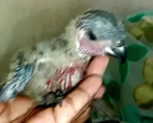 Tame Size Birds