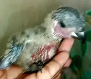 Baby Birds